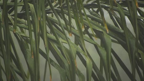 arecaceae 야자나무 잎은 배경 보케 흐림과 떨어지는 빗방울로 흔들리고 있습니다.