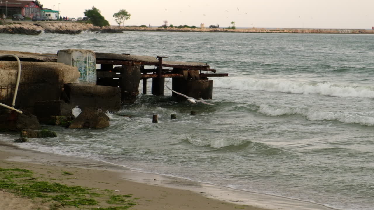 해변과 바위 근처를 날아다니는 슬로우 모션 영감을 주는 갈매기