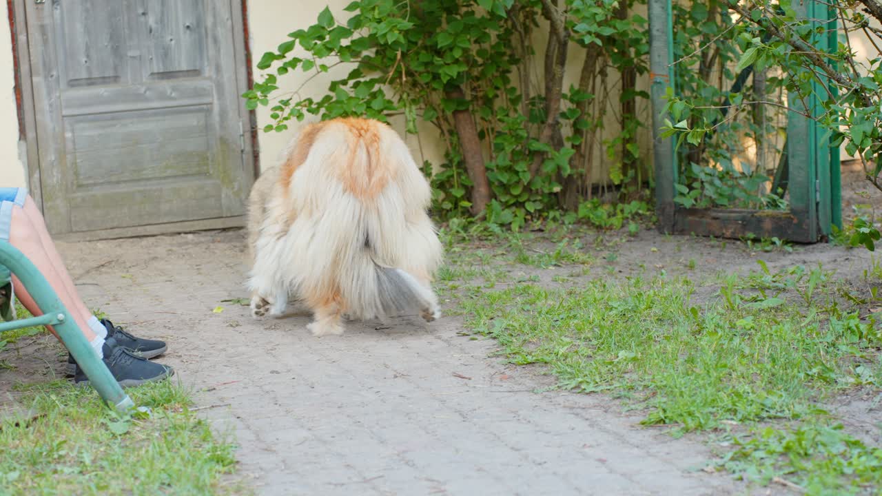 즐거운 콜리 엄마 와 강아지 놀이 시간