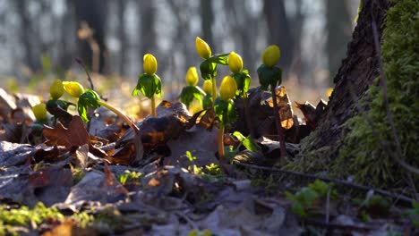 Pan-Alrededor-De-Un-Grupo-De-Flores-Amarillas-De-Acónito-De-Invierno-Que-Crecen-Junto-A-Un-árbol-Y-Florecen-A-Principios-De-La-Primavera