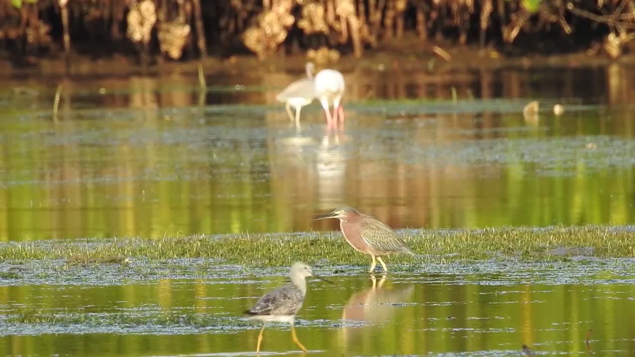 garza verde, butorides virescens, lapso de tiempo en el humedal donde se observa el paso lento de la garza en comparación con el ritmo de movimiento de otras aves