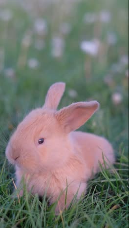 vertical video of a little red bunny in green grass. cute rabbit. vertical video