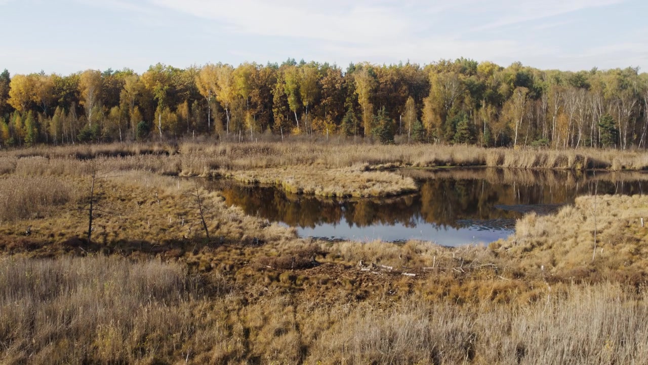 Luftfoto af en stille vådområdedam omgivet af efterårsskov