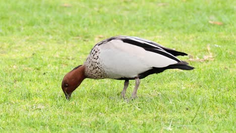 duck feeding on grass in great ocean road