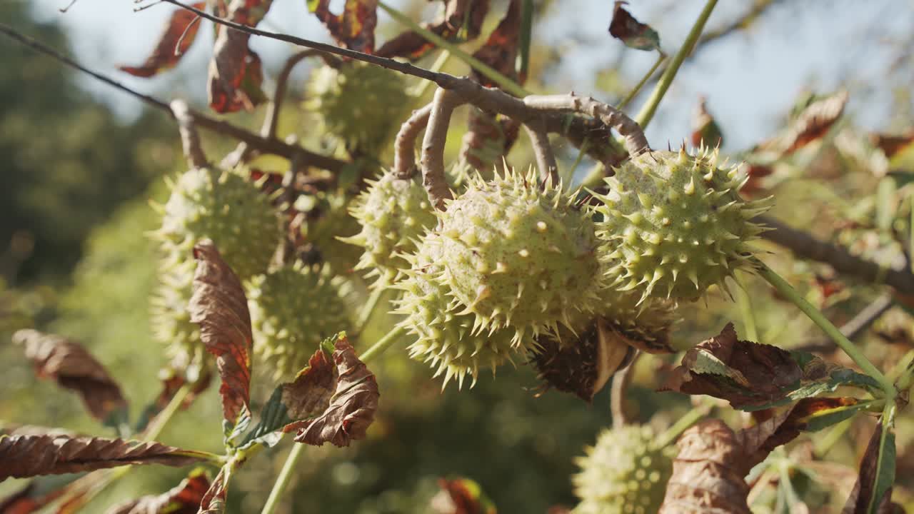 Fruits of horse chestnut (Aesculus hippocastanum) shallow DOF 4K footage