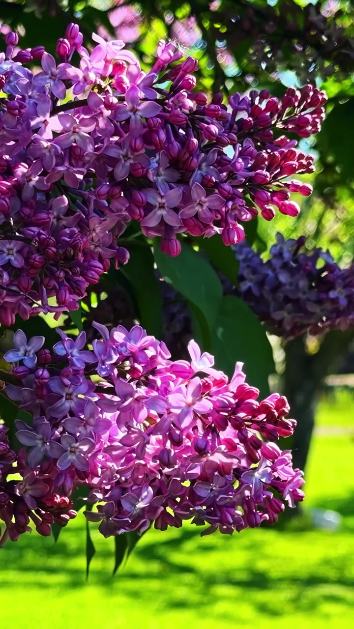 Detailed view of blooming purple hydrangea flowers with green leaves in natural garden setting.