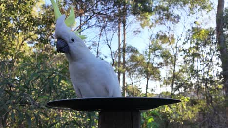 native australian cockatoo eating seeds on a plate with bushland in the background