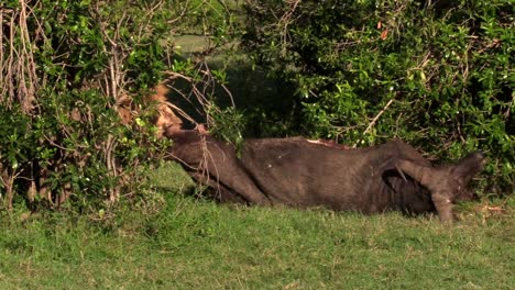 Olerai-Del-Orgullo-Dikdik-Tirando-De-Un-Búfalo-Muerto-Detrás-Del-Arbusto-En-Olare-Motorogi-Conservancy,-Masai-Mara,-Kenia---Primer-Plano