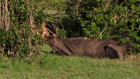olerai del orgullo dikdik tirando de un búfalo muerto detrás del arbusto en olare motorogi conservancy, masai mara, kenia - primer plano