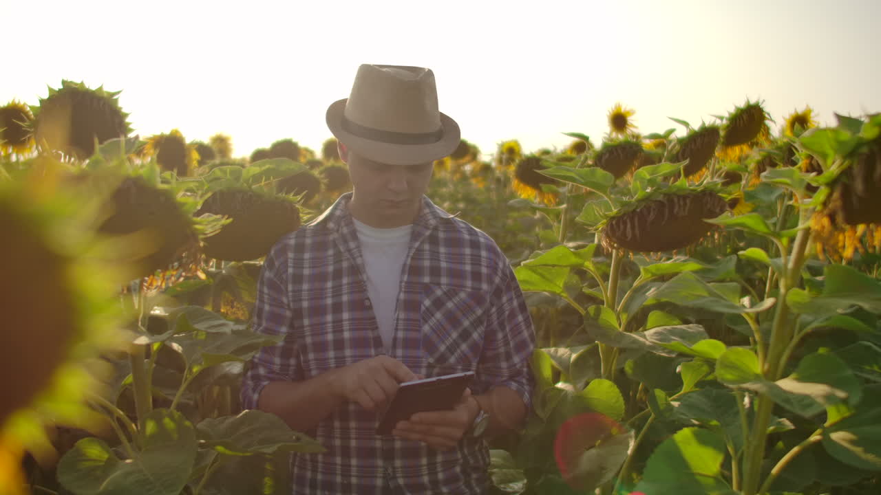 un joven agricultor está caminando por un campo con muchos girasoles grandes en un día de verano y escribe sus propiedades en su tableta electrónica.