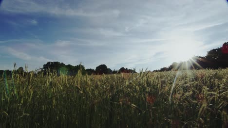 Feld-Mit-Hohem-Gras-Bei-Sonnenuntergang