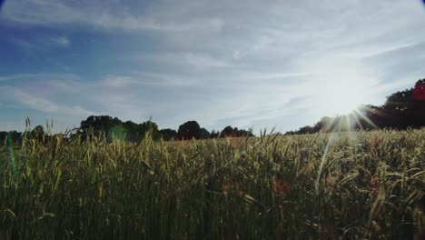 field of tall grass at sunset