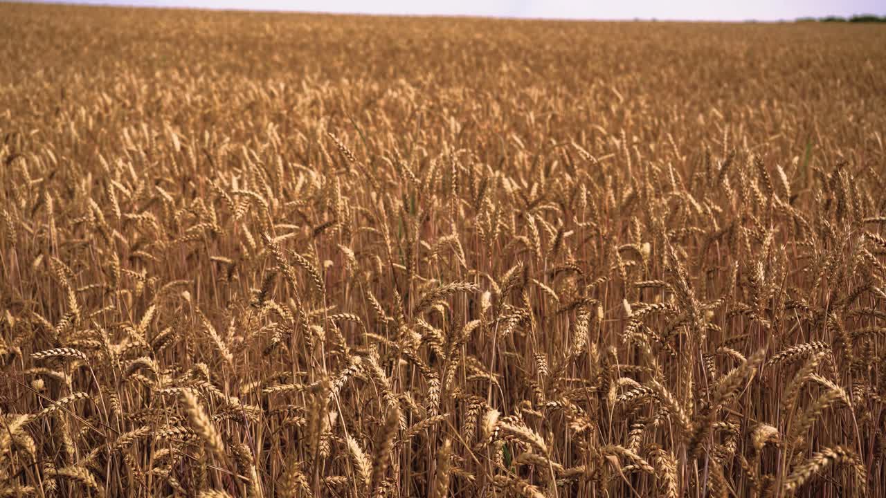 Beautiful shot of wheat farmland with blue sky in the background, ears of wheat swaying from the gentle wind, sliding shot