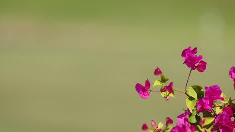 las flores de bougainvillea rosadas vibrantes se mueven suavemente