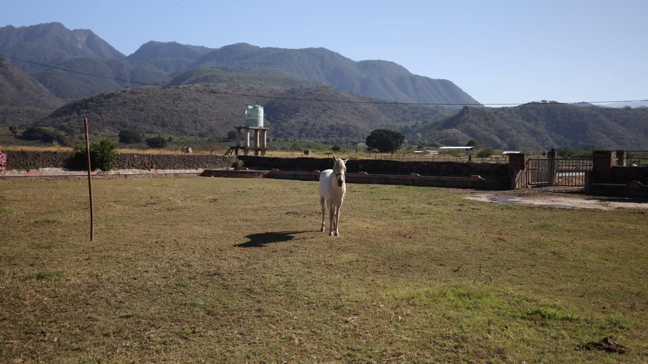 Cavallo in Messico in un ranch con montagne sullo sfondo