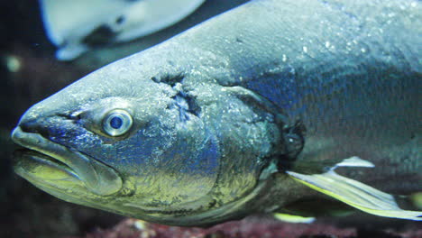 tropical fish in aquarium