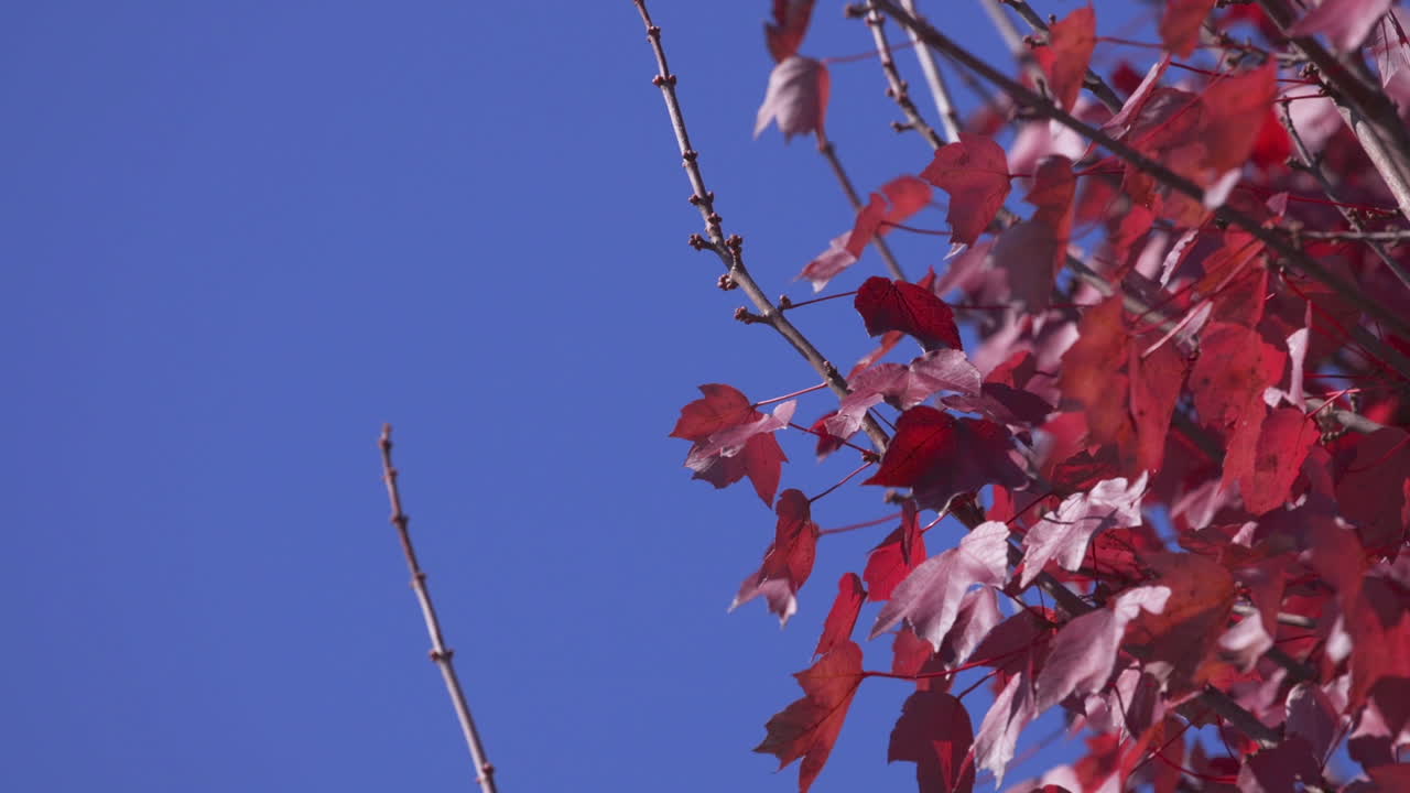 파란 하늘을 배경으로 밝은 은 잎의 느린 동작 영상