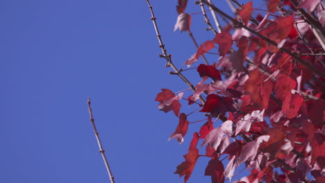 Slow-motion-footage-of-bright-red-leaves-against-a-blue-sky