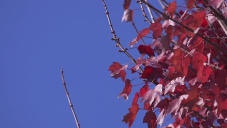 imágenes en cámara lenta de hojas rojas brillantes contra un cielo azul