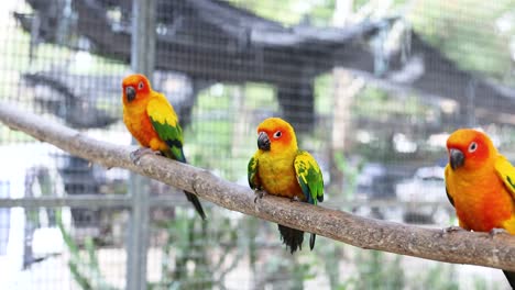 pájaros de colores posados en una rama