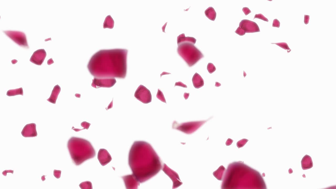 Petali di rose che cadono su sfondo bianco
