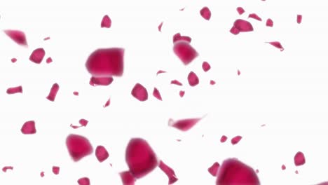 falling petals of roses with on an white background