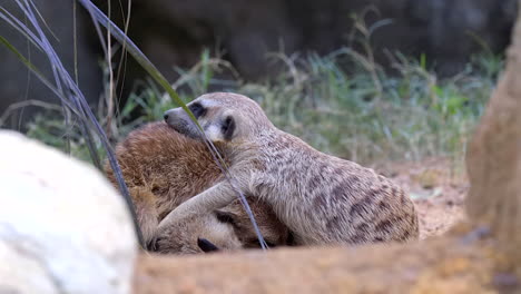 a group of meerkats cuddled together on the ground to sleep - close up