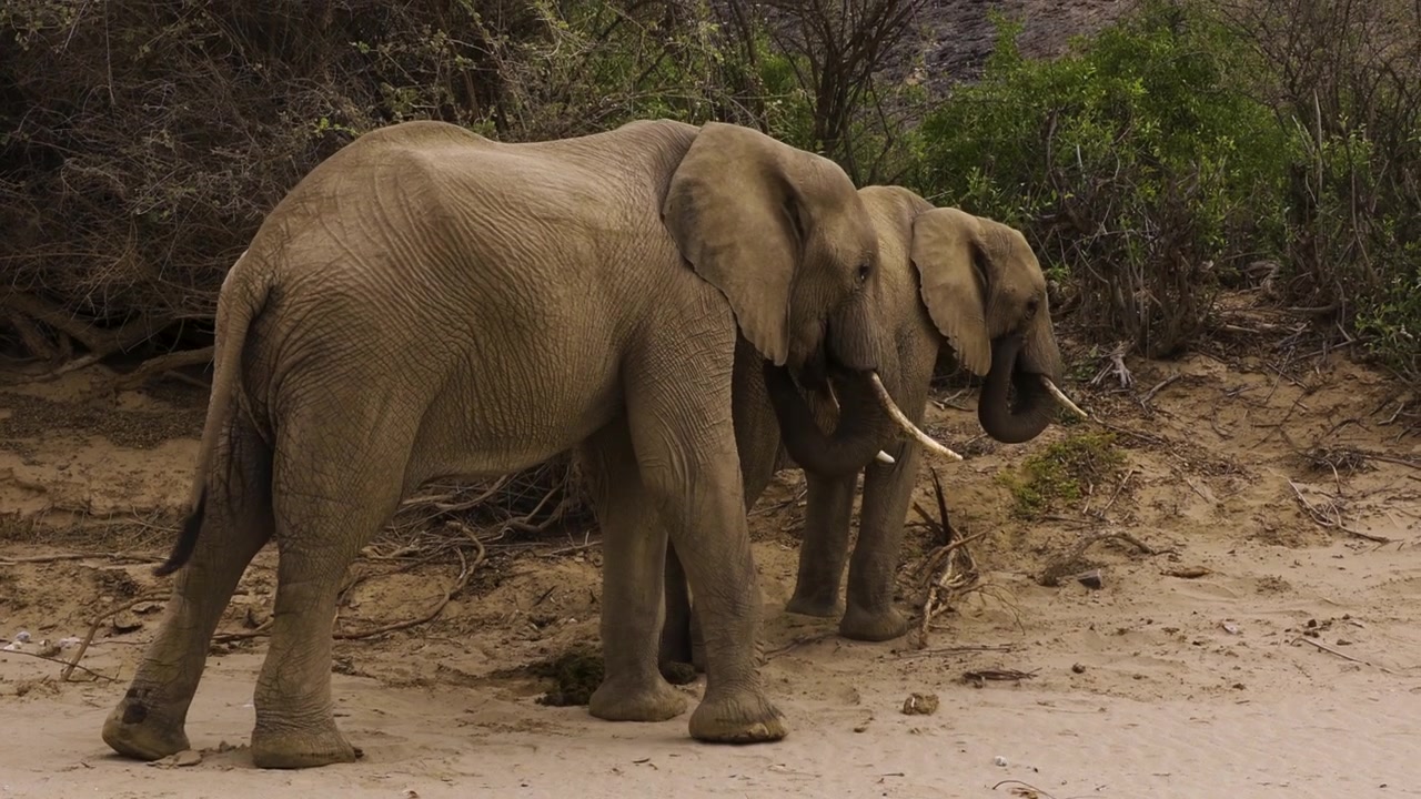 Dois jovens elefantes do deserto estão se alimentando em um leito de rio seco na Namíbia. Os dois jovens animais estão se movendo lentamente para a frente. Ao fundo, há arbustos verdes e rochas acidentadas