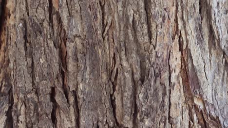 Textura-Exterior-Del-Tronco-De-Un-árbol-Durante-El-Día-En-Primer-Plano.