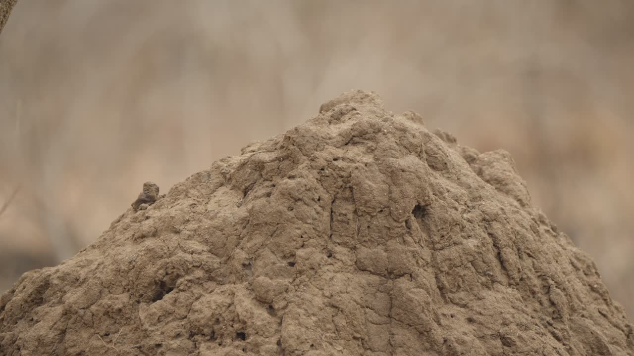 Termite mound close up in Kruger National Park, South Africa, showing eroded clay architecture and cracked soil texture in dry savanna habitat, shallow depth of field