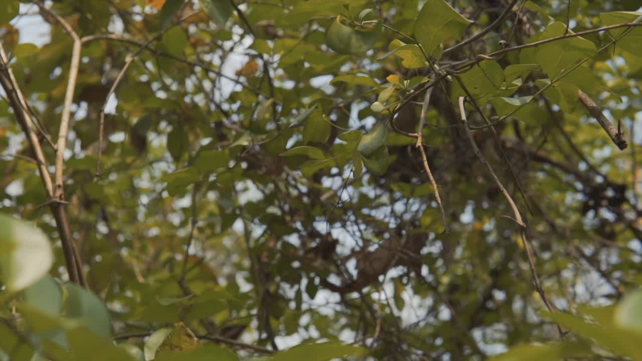 follaje rotativo de fondo de luz del día en un día soleado