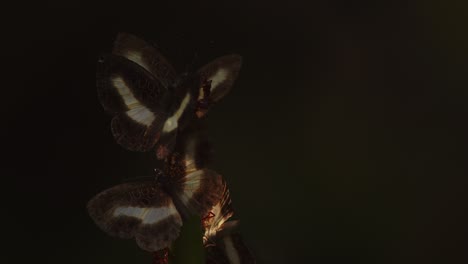 morning light reveals butterflies and ants sipping liquid from a young shoot in peru’s jungle.