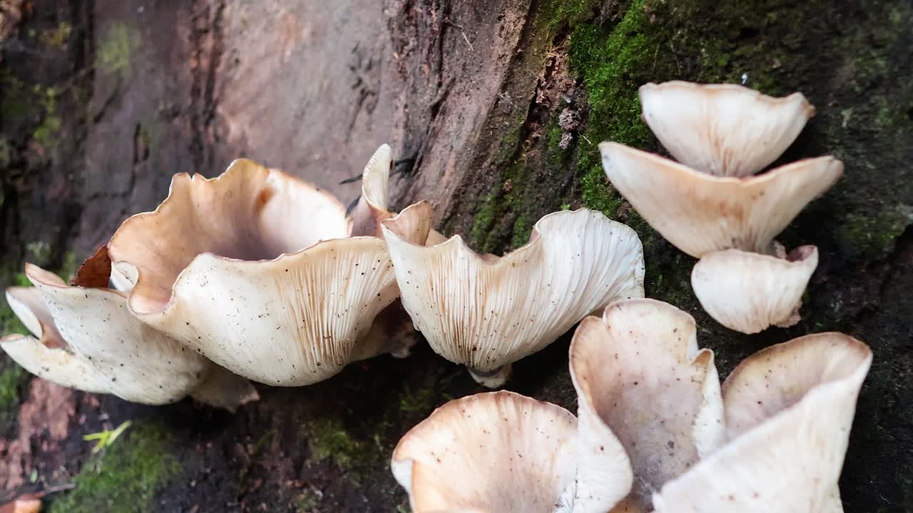 setas que crecen en un tronco de árbol de musgo