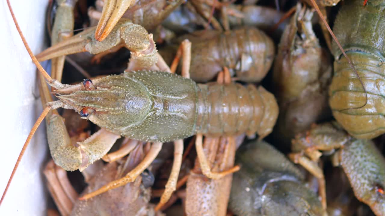 Primo piano di gamberi di fiume vivi che si muovono lentamente
