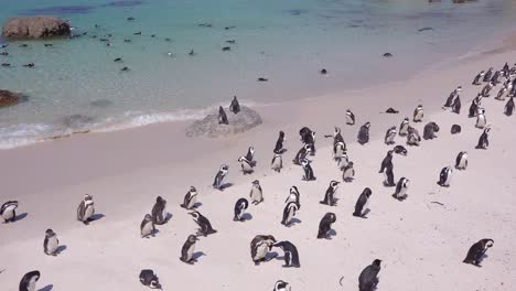 南非的黑脚企<unk> (black-footed penguin) 群落在南非好希望角 (cape of good hope) 的海灘上