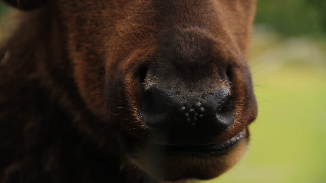 Elk Chews on Food While Jaw Moves
