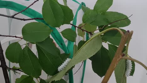 static hyperlapse shot of caterpillar climbing on cherry tree leaves