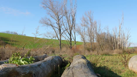 fallen tree trunks on the ground and view through them on nature and trees around the area of moravian tuscany during a windy day with moving grass on ground captured in 4k 60fps slow motion