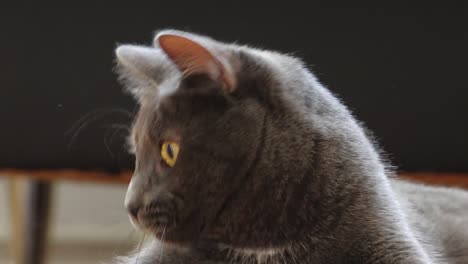 the russian blue cat looks at the medium beautifully