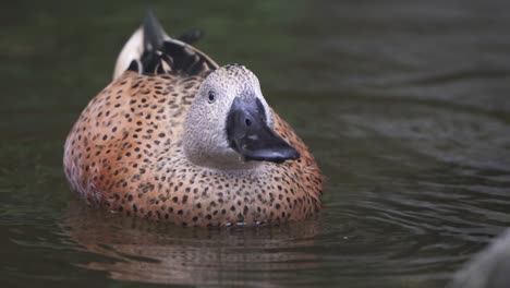 A-Red-Shoveler-duck-feeding-from-small-invertebrates-and-algae-on-the-water