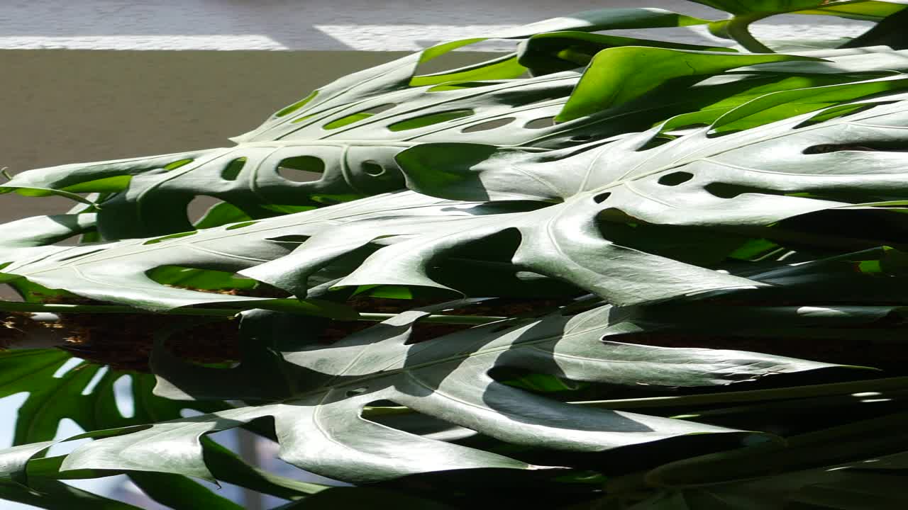 몬스테라 델리시오사 잎