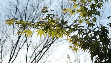 Japanese-Maple-Tree-At-Sunset-With-a-Slight-Breeze-Nature-Wildlife