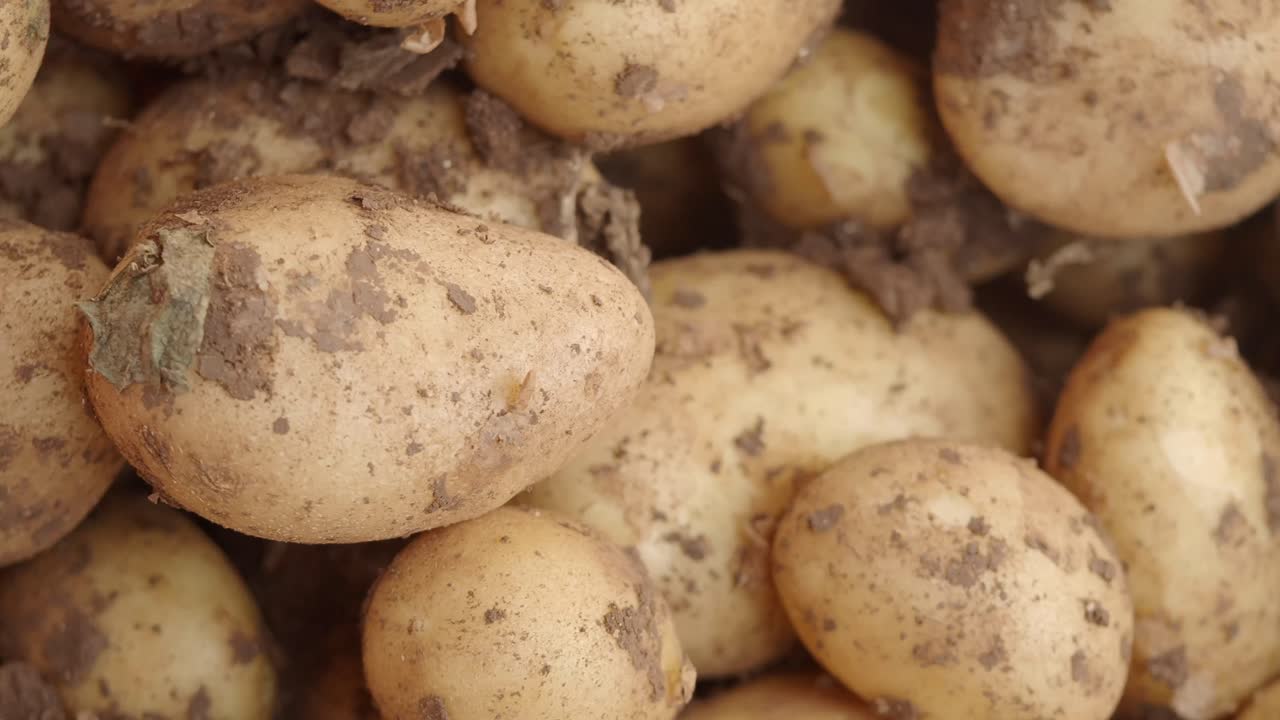 Potatoes close-up
