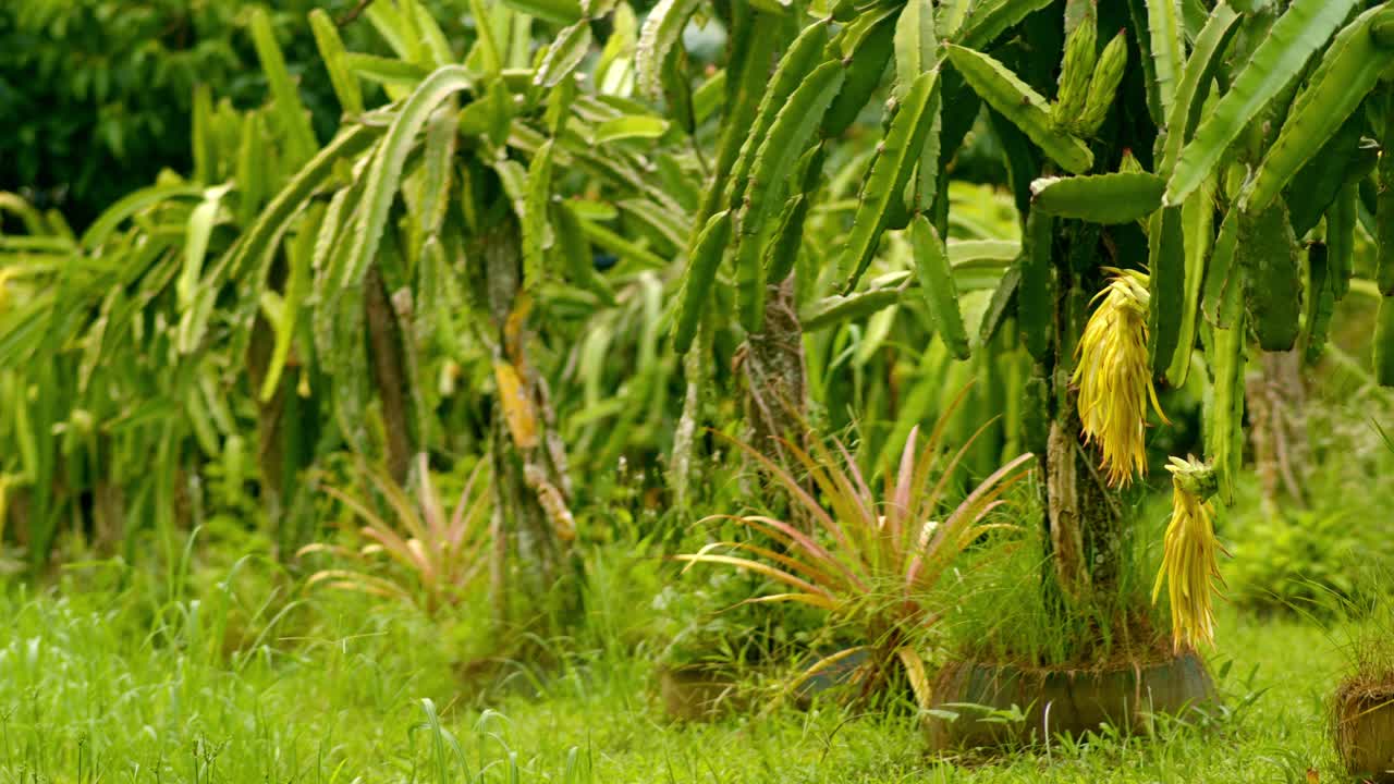 Piante di frutto del drago in fila con piante di ananas.
