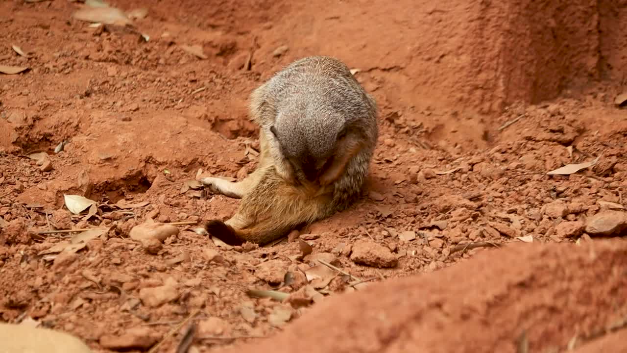 Suricata acicalándose, mirando a la cámara