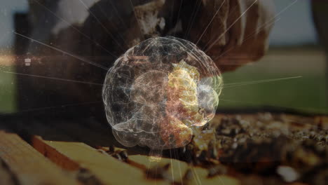male beekeeper inspecting hive frame outdoors, showing faint brain hologram for science education