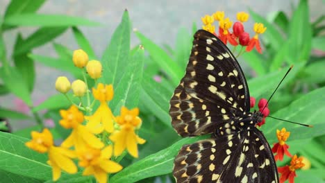 a spotted butterfly delicately feeds on red and yellow flowers amidst lush green leaves.