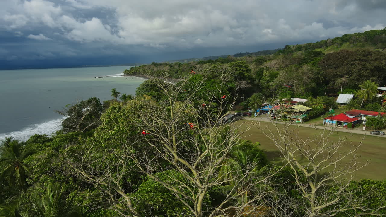 hermosos loros rojos posados en una rama junto al océano costa rica puesta de sol aérea