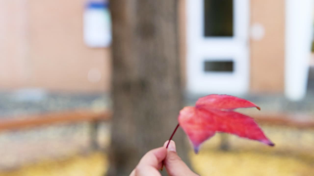mano sosteniendo una hoja de arce roja al aire libre