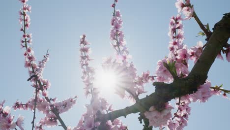 Tiro-En-ángulo-Bajo-De-Flores-De-Durazno-Rosa-En-La-Temporada-De-Primavera-Contra-La-Brillante-Estrella-Solar-Sakura